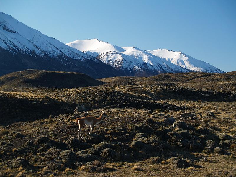 Guanaco.JPG