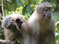 Using Science to Save Endangered Primates in Tanzania
