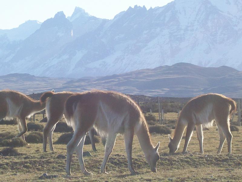 guanacos.jpg