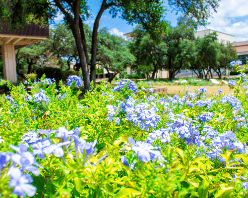 Blue bonnet flowers in bloom in front of the Convocation Center