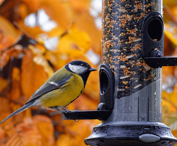 UTSA study finds large variety of bird species live in San Antonio, bolstered by backyard bird feeding